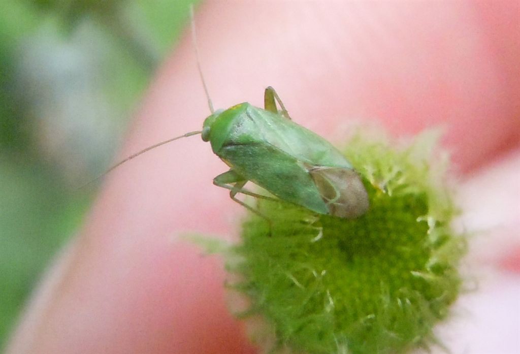 Apolygus spinolae?